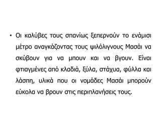 • Οι καλύβες τους σπανίως ξεπερνούν το ενάμισι
μέτρο αναγκάζοντας τους ψιλόλιγνους Μασάι να
σκύβουν για να μπουν και να βγουν. Είναι
φτιαγμένες από κλαδιά, ξύλα, στάχυα, φύλλα και
λάσπη, υλικά που οι νομάδες Μασάι μπορούν
εύκολα να βρουν στις περιπλανήσεις τους.
 