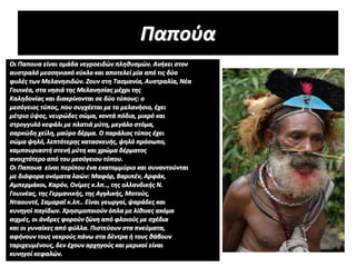 Παπούα
Οι Παπουα είναι ομάδα νεγροειδών πληθυσμών. Ανήκει στον
αυστραλό μεσσηνιακό κύκλο και αποτελεί μία από τις δύο
φυλές των Μελανησιδών. Ζουν στη Τασμανία, Αυστραλία, Νέα
Γουινέα, στα νησιά της Μελανησίας μέχρι της
Καληδονίας και διακρίνονται σε δύο τύπους: ο
μεσόγειος τύπος, που συγχέεται με το μελανήσιο, έχει
μέτριο ύψος, νευρώδες σώμα, κοντά πόδια, μικρό και
στρογγυλό κεφάλι με πλατιά μύτη, μεγάλο στόμα,
σαρκώδη χείλη, μαύρο δέρμα. Ο παράλιος τύπος έχει
σώμα ψηλό, λεπτότερης κατασκευής, ψηλό πρόσωπο,
καμπουριαστή στενή μύτη και χρώμα δέρματος
ανοιχτότερο από του μεσόγειου τύπου.
Οι Παπουα είναι περίπου ένα εκατομμύριο και συναντούνται
με διάφορα ονόματα λαών: Μαφόρ, Βαριπέν, Αρφάκ,
Αμπερμάκοι, Καρόν, Ονίμες κ.λπ.., της ολλανδικής Ν.
Γουινέας, της Γερμανικής, της Αγγλικής, Μοτούς,
Νταουντέ, Σαμαραΐ κ.λπ.. Είναι γεωργοί, ψαράδες και
κυνηγοί παγίδων. Χρησιμοποιούν όπλα με λίθινες ακόμα
αιχμές, οι άνδρες φορούν ζώνη από φλοιούς με σχέδια
και οι γυναίκες από φύλλα. Πιστεύουν στα πνεύματα,
αφήνουν τους νεκρούς πάνω στα δέντρα ή τους θάβουν
ταριχευμένους, δεν έχουν αρχηγούς και μερικοί είναι
κυνηγοί κεφαλών.
 