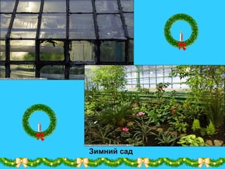 Зимний сад
 