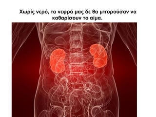 Χωρίς νερό, τα νεφρά μας δε θα μπορούσαν να
καθαρίσουν το αίμα.
 