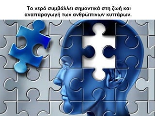 Το νερό συµβάλλει σηµαντικά στη ζωή και
αναπαραγωγή των ανθρώπινων κυττάρων.
 