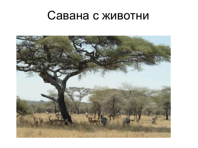 Животните в саваната - Калуди