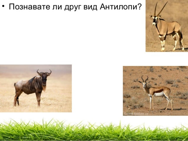 Животните в саваната - Калуди