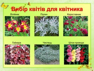 Вибір квітів для квітника
Лілійник Полин Короставник
Гейхера Чистець Шток-троянди
 