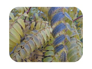 миргород осінь у моєму місті