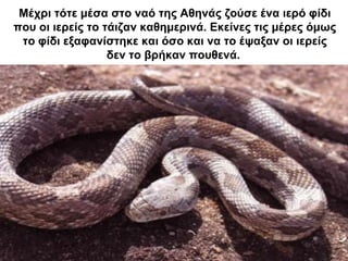 Μέχρι τότε μέσα στο ναό της Αθηνάς ζούσε ένα ιερό φίδι
που οι ιερείς το τάιζαν καθημερινά. Εκείνες τις μέρες όμως
το φίδι εξαφανίστηκε και όσο και να το έψαξαν οι ιερείς
δεν το βρήκαν πουθενά.
 