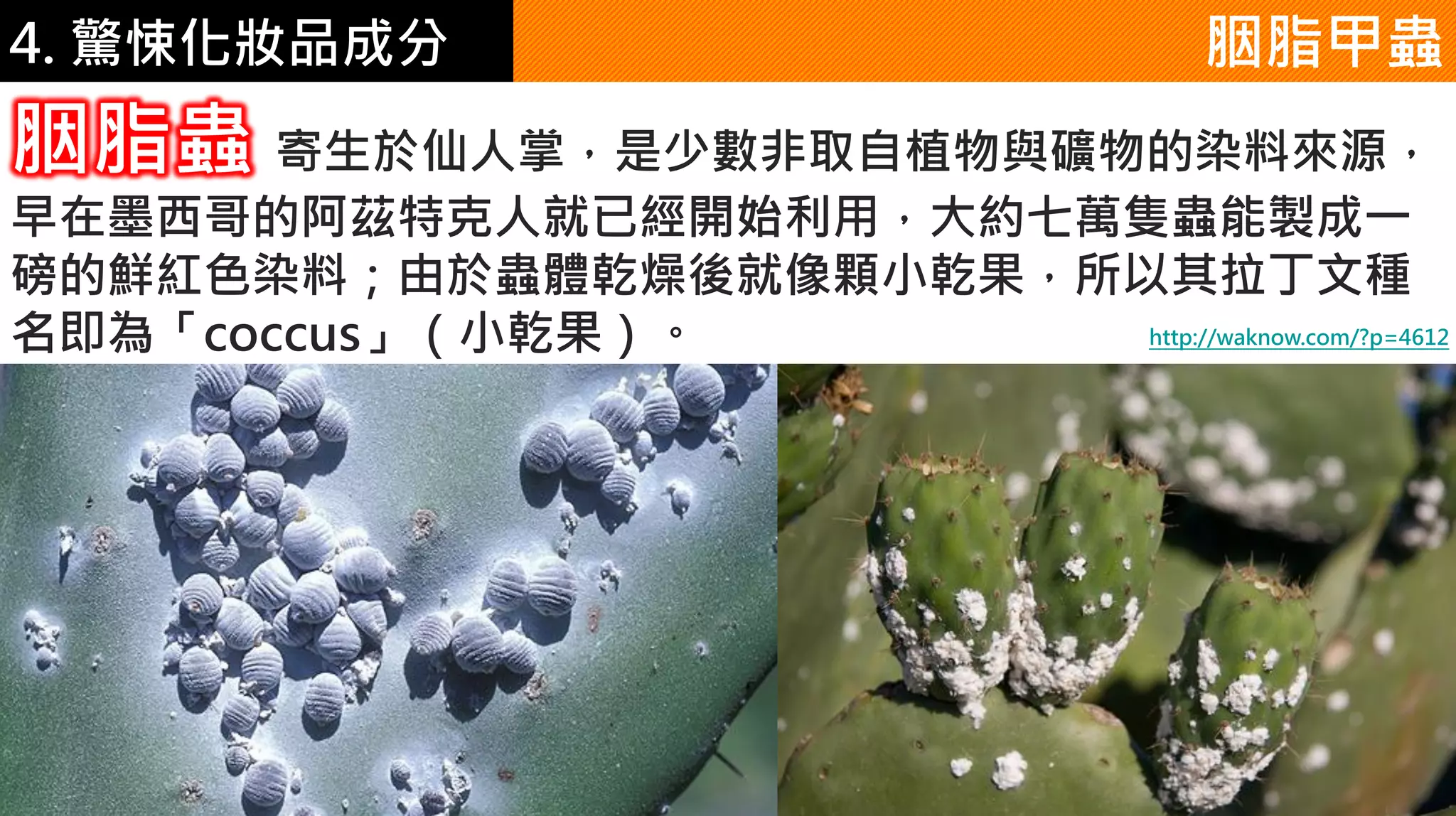 4. 驚悚化妝品成分
胭脂蟲 寄生於仙人掌，是少數非取自植物與礦物的染料來源，
早在墨西哥的阿茲特克人就已經開始利用，大約七萬隻蟲能製成一
磅的鮮紅色染料；由於蟲體乾燥後就像顆小乾果，所以其拉丁文種
名即為「coccus」（小乾果）。
胭脂甲蟲
http://waknow.com/?p=4612
 