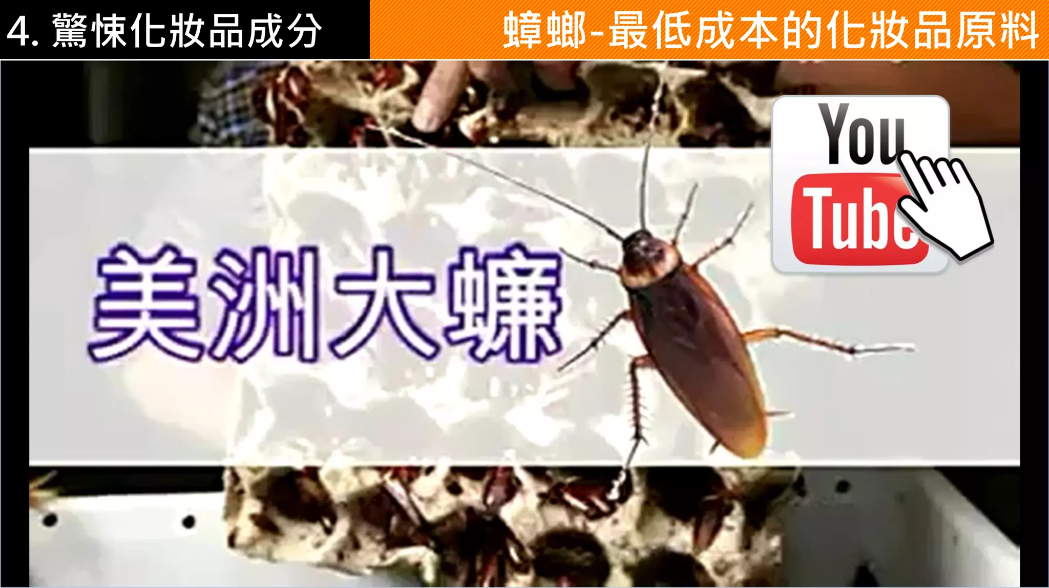 4. 驚悚化妝品成分 蟑螂-最低成本的化妝品原料
 