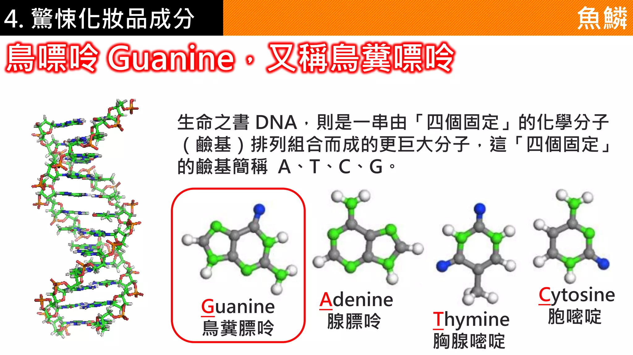 4. 驚悚化妝品成分 魚鱗
生命之書 DNA，則是一串由「四個固定」的化學分子
（鹼基）排列組合而成的更巨大分子，這「四個固定」
的鹼基簡稱 A、T、C、G。
Thymine
胸腺嘧啶
Adenine
腺膘呤
Guanine
鳥糞膘呤
Cytosine
胞嘧啶
鳥嘌呤 Guanine，又稱鳥糞嘌呤
 
