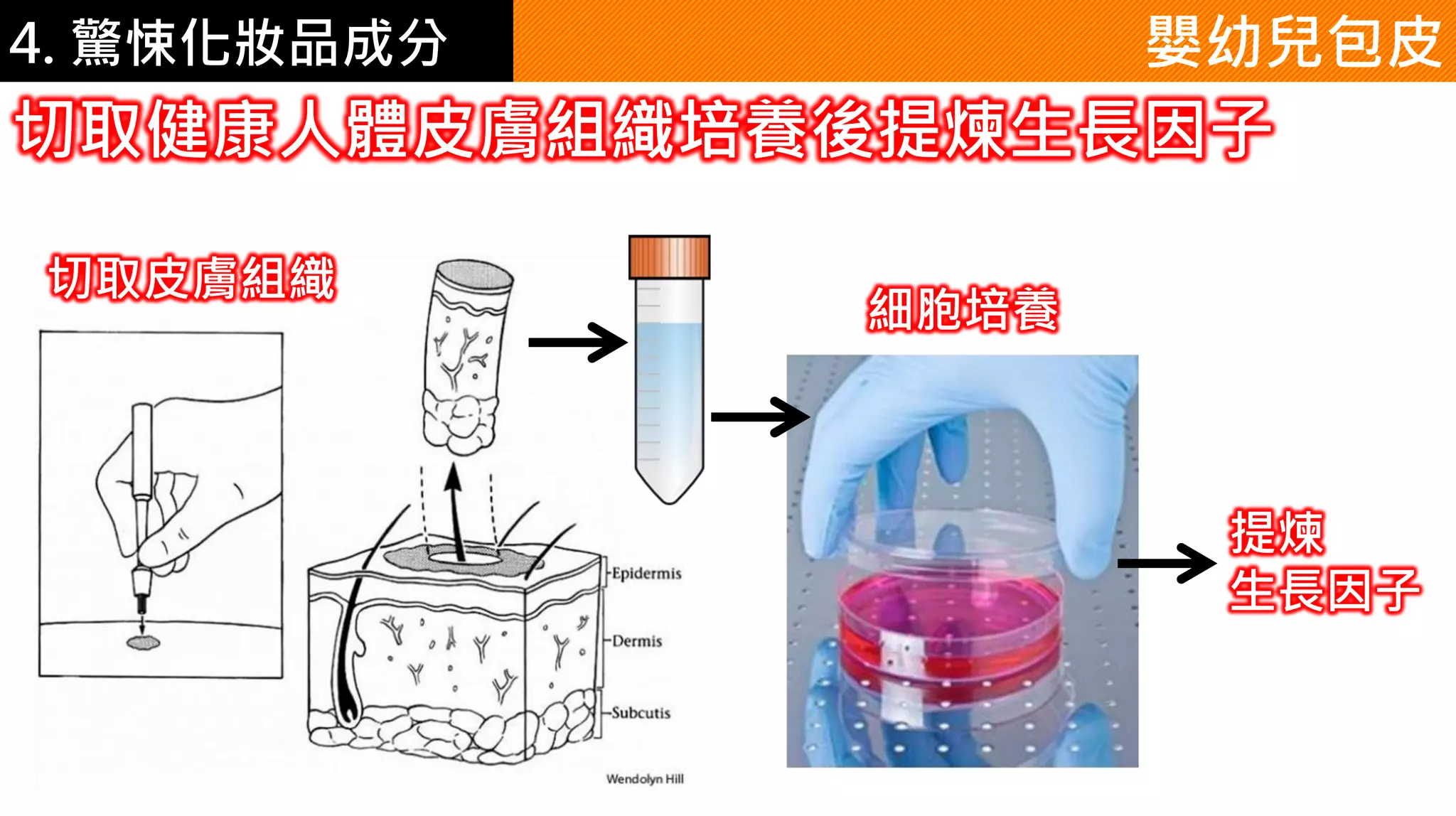 4. 驚悚化妝品成分 嬰幼兒包皮
切取健康人體皮膚組織培養後提煉生長因子
切取皮膚組織
細胞培養
提煉
生長因子
 