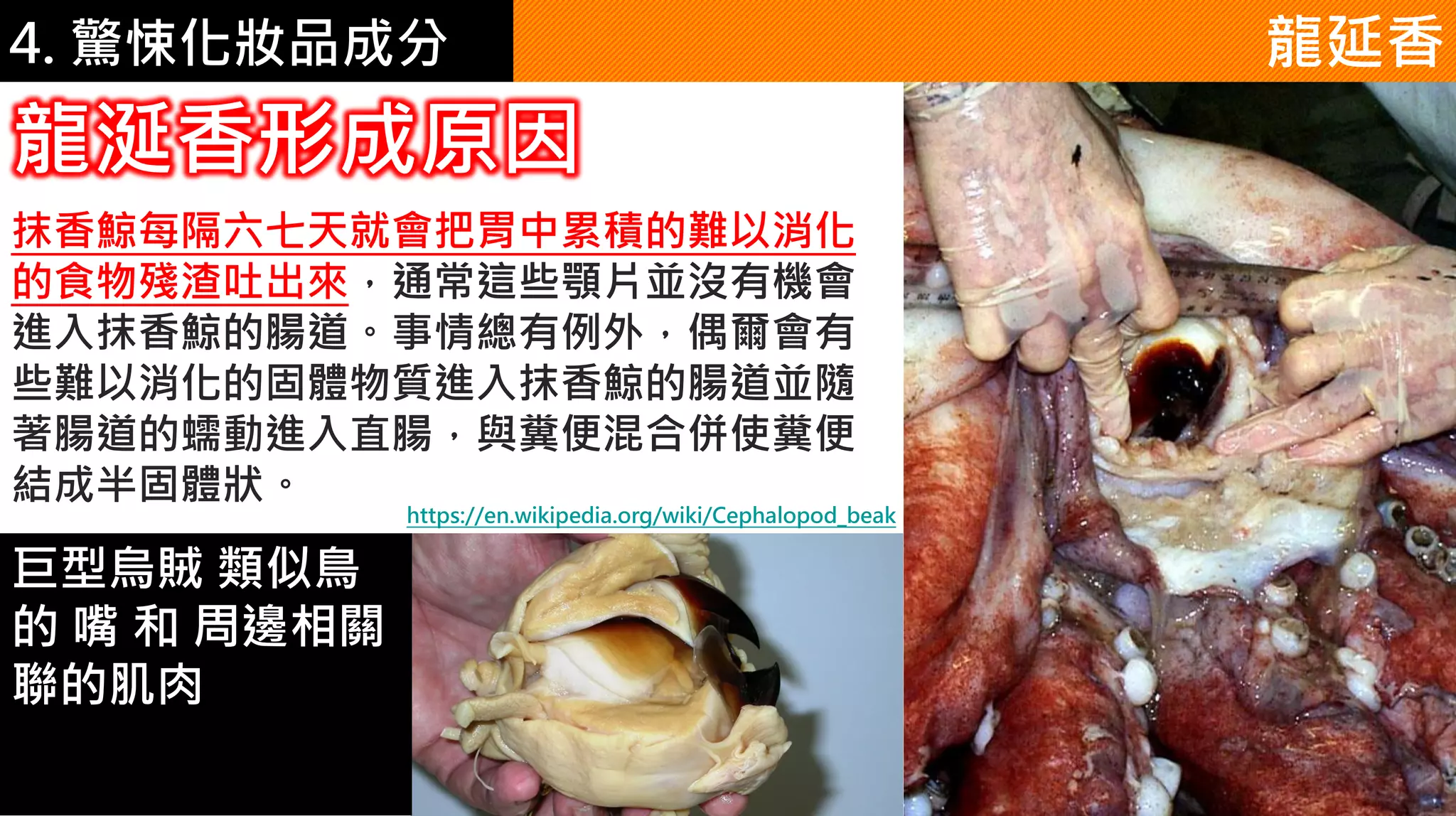 4. 驚悚化妝品成分 龍延香
龍涎香形成原因
抹香鯨每隔六七天就會把胃中累積的難以消化
的食物殘渣吐出來，通常這些顎片並沒有機會
進入抹香鯨的腸道。事情總有例外，偶爾會有
些難以消化的固體物質進入抹香鯨的腸道並隨
著腸道的蠕動進入直腸，與糞便混合併使糞便
結成半固體狀。
巨型烏賊 類似鳥
的 嘴 和 周邊相關
聯的肌肉
https://en.wikipedia.org/wiki/Cephalopod_beak
 
