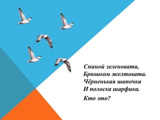 Спиной зеленовата,
Брюшком желтовата.
Чёрненькая шапочка
И полоска шарфика.
Кто это?
 