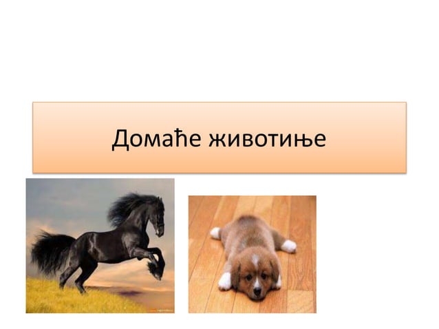 домаће животиње софија