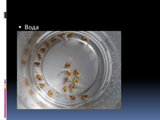  Вода
 