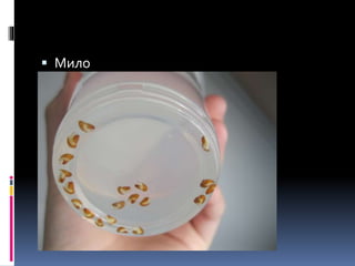  Мило
 