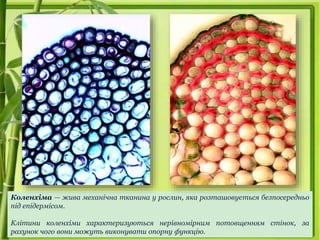 Коленхіма — жива механічна тканина у рослин, яка розташовується безпосередньо
під епідермісом.
Клітини коленхіми характеризуються нерівномірним потовщенням стінок, за
рахунок чого вони можуть виконувати опорну функцію.
 