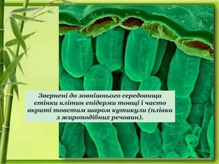 Звернені до зовнішнього середовища
стінки клітин епідерми товщі і часто
вкриті товстим шаром кутикули (плівка
з жироподібних речовин).
 