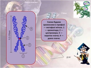 Схема будови
хромосоми в профазі
— метафазі мітоза. 1
— хроматида; 2 —
центромера; 3 —
коротке плече; 4 —
довге плече.
 