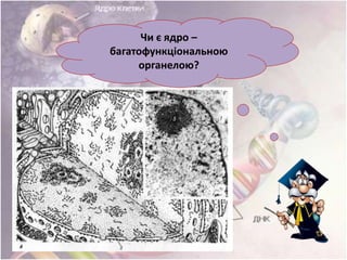 Чи є ядро –
багатофункціональною
органелою?
 