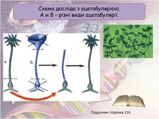 Підручник сторінка 116
Схема досліда з ацетабулярією.
А и Б - різні види ацетабулярії.
 