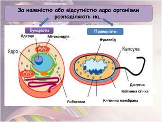 За наявністю або відсутністю ядра організми
розподіляють на…
Еукаріоти Прокаріоти
Ядерце Мітохондрія
Рибосоми
Нуклеоїд
Джгутик
Клітинна стінка
Клітинна мембрана
 