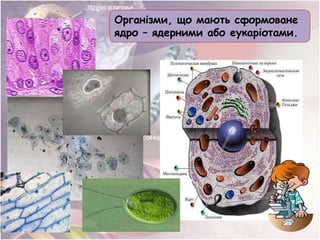 Організми, що мають сформоване
ядро – ядерними або еукаріотами.
 