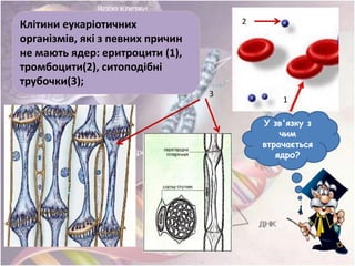 Клітини еукаріотичних
організмів, які з певних причин
не мають ядер: еритроцити (1),
тромбоцити(2), ситоподібні
трубочки(3);
У зв'язку з
чим
втрачається
ядро?
1
2
3
 