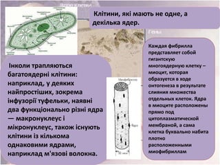 Клітини, які мають не одне, а
декілька ядер.
Інколи трапляються
багатоядерні клітини:
наприклад, у деяких
найпростіших, зокрема
інфузорії туфельки, наявні
два функціонально різні ядра
— макронуклеус і
мікронуклеус, також існують
клітини із кількома
однаковими ядрами,
наприклад м'язові волокна.
Каждая фибрилла
представляет собой
гигантскую
многоядерную клетку –
миоцит, которая
образуется в ходе
онтогенеза в результате
слияния множества
отдельных клеток. Ядра
в миоците расположены
прямо под
цитоплазматической
мембраной, а сама
клетка буквально набита
плотно
расположенными
миофибриллам
 