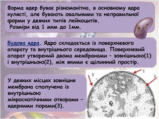 Будова ядра. Ядро складається із поверхневого
апарату та внутрішнього середовища. Поверхневий
апарат утворений двома мембранами – зовнішньою(1)
і внутрішньою(2), між якими є щілинний простір.
Форма ядер буває різноманітна, в основному ядра
кулясті, але бувають овальними та неправильної
форми у деяких типів лейкоцитів.
Розміри від 1 мкм до 1мм.
У деяких місцях зовнішня
мембрана сполучена із
внутрішньою
мікроскопічними отворами –
ядерними порами(3).
3
1
2
 