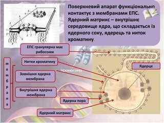 Поверхневий апарат функціонально
контактує з мембранами ЕПС.
Ядерний матрикс – внутрішнє
середовище ядра, що складається із
ядерного соку, ядерець та ниток
хроматину.
Ядерний матрикс
Зовнішня ядерна
мембрана
Внутрішня ядерна
мембрана
Нитки хроматину
ЕПС гранулярна має
рибосоми
Ядерце
.
Ядерна пора
м
е
м
б
р
а
н
а
 