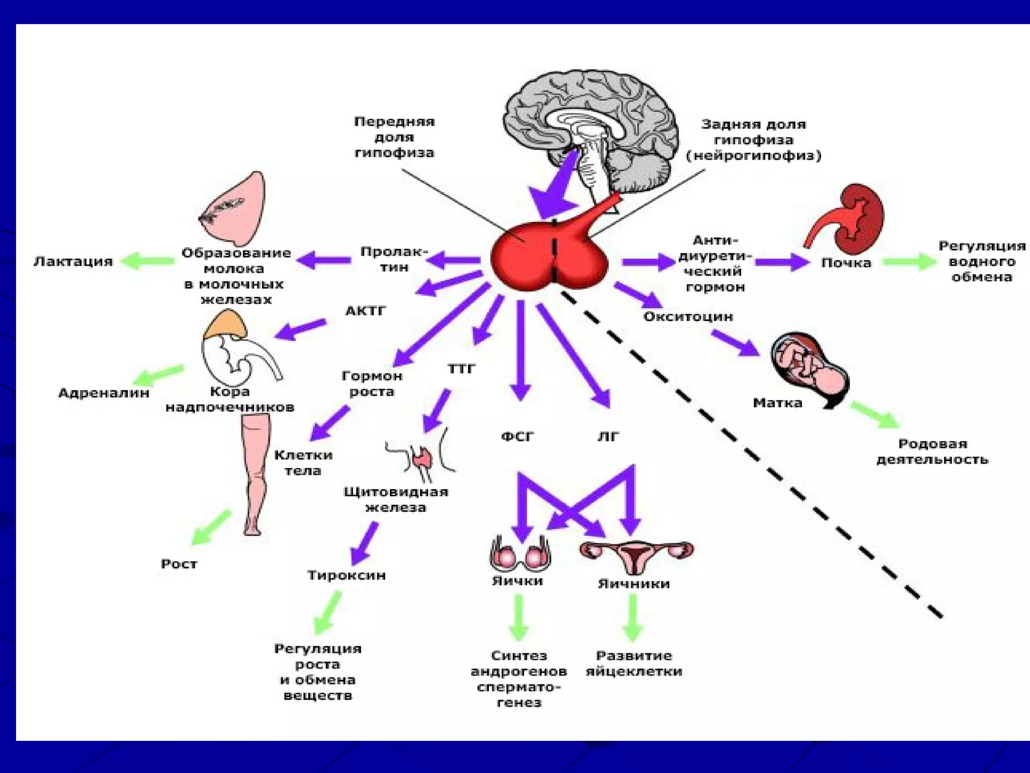 Differentials diagnosis of arterial hypotension PPT