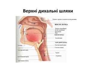 Верхні дихальні шляхи
 