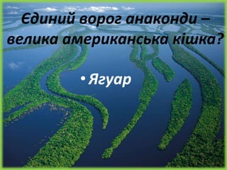Єдиний ворог анаконди –
велика американська кішка?
•Ягуар
 