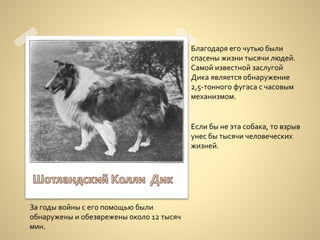 Благодаря его чутью были
спасены жизни тысячи людей.
Самой известной заслугой
Дика является обнаружение
2,5-тонного фугаса с часовым
механизмом.
За годы войны с его помощью были
обнаружены и обезврежены около 12 тысяч
мин.
Если бы не эта собака, то взрыв
унес бы тысячи человеческих
жизней.
 