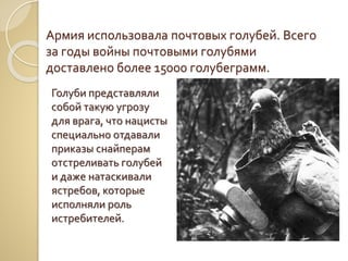 Армия использовала почтовых голубей. Всего
за годы войны почтовыми голубями
доставлено более 15000 голубеграмм.
Голуби представляли
собой такую угрозу
для врага, что нацисты
специально отдавали
приказы снайперам
отстреливать голубей
и даже натаскивали
ястребов, которые
исполняли роль
истребителей.
 