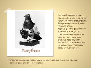 На одной из подводных
лодок на борту жил почтовый
голубь по кличке «Голубчик».
Во время одного из боевых
походов лодка
торпедировала фашистский
транспорт и, уходя от
преследования, попала на
минное поле, получила
сильные повреждения –
вышла из строя рация и она
не могла самостоятельно
возвратиться на базу.
Тогда-то и пришел на помощь голубь, доставивший письмо за два дня,
пролетев более тысячи километров.
 