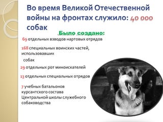 Было создано:
168 специальных воинских частей,
использовавших
собак
69 отдельных взводов нартовых отрядов
29 отдельных рот миноискателей
13 отдельных специальных отрядов
7 учебных батальонов
курсантского состава
Центральной школы служебного
собаководства
 