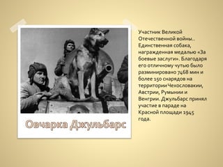Участник Великой
Отечественной войны..
Единственная собака,
награжденная медалью «За
боевые заслуги». Благодаря
его отличному чутью было
разминировано 7468 мин и
более 150 снарядов на
территорииЧехословакии,
Австрии, Румынии и
Венгрии. Джульбарс принял
участие в параде на
Красной площади 1945
года.
 