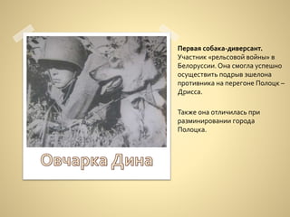 Первая собака-диверсант.
Участник «рельсовой войны» в
Белоруссии. Она смогла успешно
осуществить подрыв эшелона
противника на перегоне Полоцк –
Дрисса.
Также она отличилась при
разминировании города
Полоцка.
 