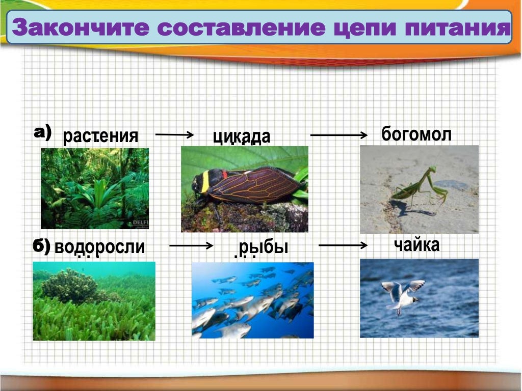 Схема питания черного моря. Пищевая цепочка субтропиков. Богомолов Цепочки питания. Питание в субтропиках. Пищевая цепь на морском побережье России.