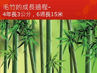 毛竹的成長過程-
4年長3公分，6週長15米
 
