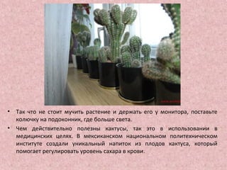 • Так что не стоит мучить растение и держать его у монитора, поставьте
колючку на подоконник, где больше света.
• Чем действительно полезны кактусы, так это в использовании в
медицинских целях. В мексиканском национальном политехническом
институте создали уникальный напиток из плодов кактуса, который
помогает регулировать уровень сахара в крови.
 
