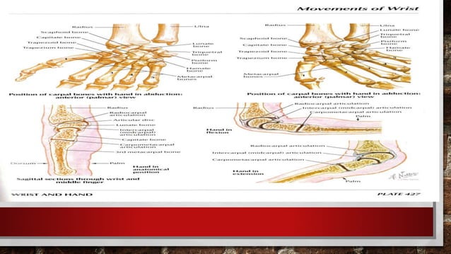 гар, сарвууны гэмтэл | PPT