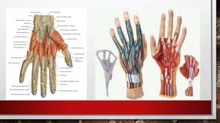 гар, сарвууны гэмтэл | PPT