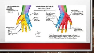 гар, сарвууны гэмтэл | PPT