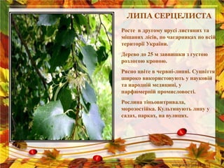 Рослина різдвяне дерево