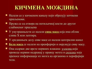 КИЧМЕНА МОЖДИНАКИЧМЕНА МОЖДИНА
 Налази се у кичменом каналу који образују кичмениНалази се у кичменом каналу који образују кичмени
пршљенови.пршљенови.
 Пружа се од отвора на потиљачној кости до другогПружа се од отвора на потиљачној кости до другог
слабинског пршљенаслабинског пршљена
 У унутрашњости се налазиУ унутрашњости се налази сива масасива маса која има обликкоја има облик
сливаслива XX или лептира.или лептира.
 У средишњем делу сиве масе се налази централни каналУ средишњем делу сиве масе се налази централни канал
 Бела масаБела маса се налази на преиферији и окружује сиву масу.се налази на преиферији и окружује сиву масу.
 Она садржи две врсте нервних влакана-Она садржи две врсте нервних влакана- узлазнаузлазна којакоја
проводе нервни надражај у правцу мозга ипроводе нервни надражај у правцу мозга и силазнасилазна којакоја
преносе информације из мозга ка органима и периферијипреносе информације из мозга ка органима и периферији
тела.тела.
 