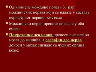  Од кичмене мождине полази 31 парОд кичмене мождине полази 31 пар
мождинских нерава који се налазе у саставумождинских нерава који се налазе у саставу
периферног нервног системапериферног нервног система
 Мождински нерви преносе сигнале у обаМождински нерви преносе сигнале у оба
смерасмера
 Покретачки део нерваПокретачки део нерва преноси сигнале одпреноси сигнале од
мозга до мишића, амозга до мишића, а осећајни део нерваосећајни део нерва
доноси у мозак сигнале са чулних органадоноси у мозак сигнале са чулних органа
коже.коже.
 