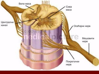 Сива
маса
Бела маса
Централни
канал Осећајни нерв
Покретачки
нерв
Мешовити
нерв
 
