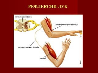 РЕФЛЕКСНИ ЛУК
 